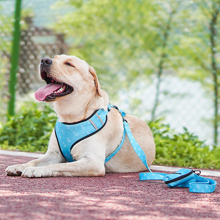Enhance Your Pet's Style and Comfort with Our Pet Bow Detail Harness Leash Set