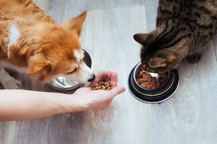 Creating Healthy Pet Feeding Routines